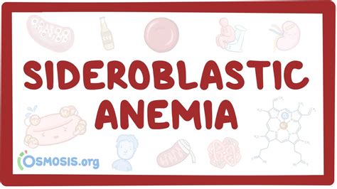 Sideroblastic Anemia: Causes, Symptoms & Treatment .